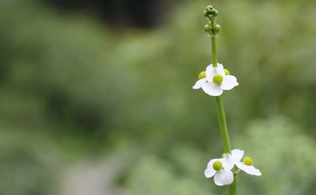 Broadleaf Arrowhead Flowers Pictures