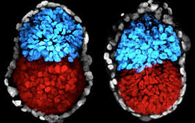 Artificial Embryos