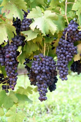 #Gardening : How to Prune Grape Vines for Fruit Development