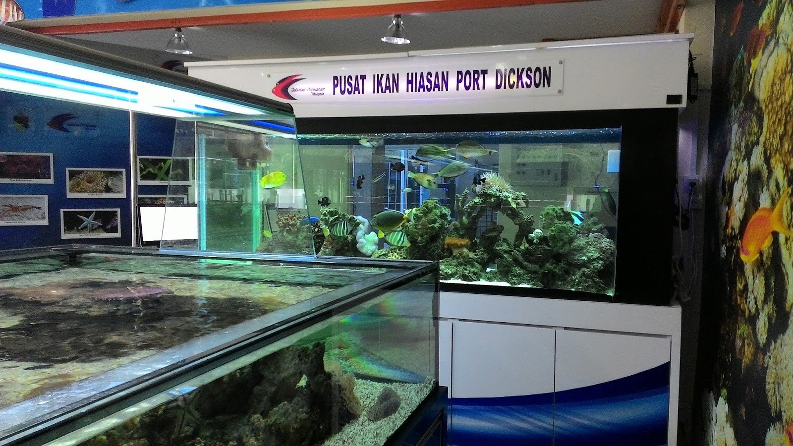 Kifaz Pusat Ikan Hiasan  Di Port Dickson