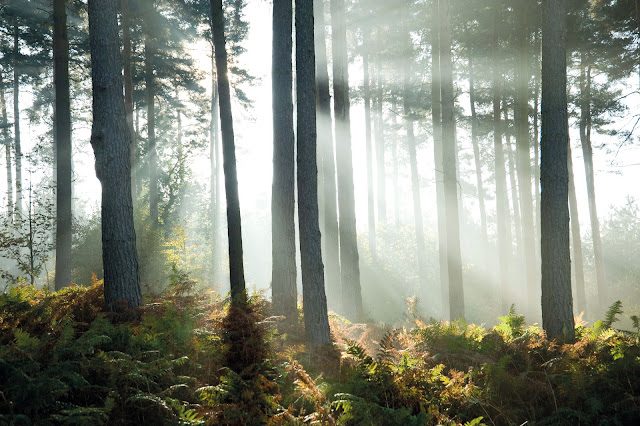 bosques de Cannock Chase