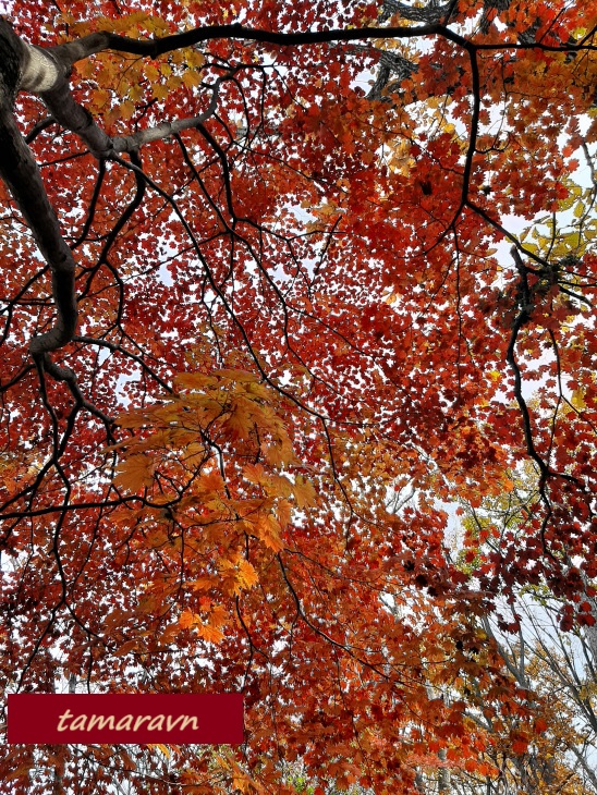 Клён ложнозибольдов (Acer pseudosieboldianum)