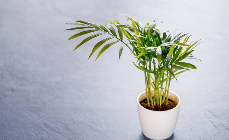 This Is How Houseplants Really Purify Your Air