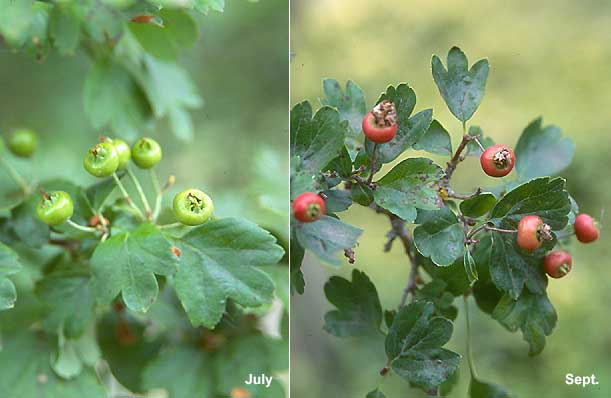 Боярышник 'Paul’s Scarlet' (Crataegus laevigata 'Paul’s Scarlet')