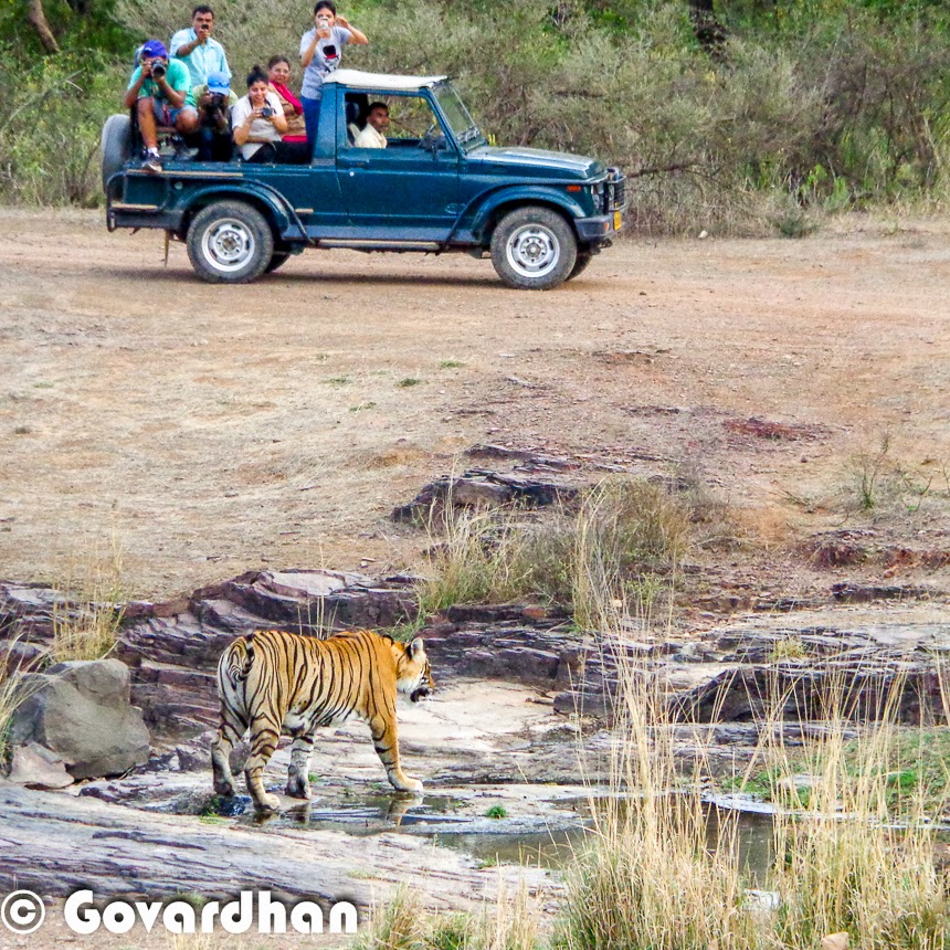 Bandhavgarh National Park, Madhya Pradesh: Renowned for its high density of tigers, Bandhavgarh is a haven for wildlife enthusiasts. The park's dense Sal forests and open grasslands offer excellent opportunities for tiger sightings, with sightings being relatively common.
