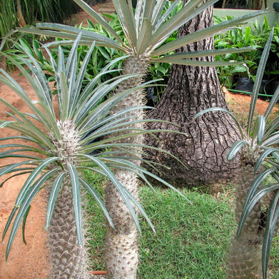 Família: Apocynaceae Nome científico: Pachypodium lamerei Nome popular: Palmeira-de-madagastar, Madagascar palma, Palma del Madagascar [Ita], Cactus Palmier[Fra], Pachipodio[Esp], Madagascar Palm, Club Foot[Ing], Boadaka, Bontaka, Vontaka, Vohely[Nativos].