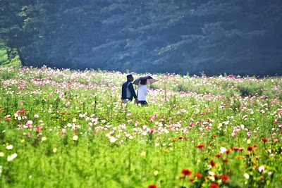 いちめんの秋桜