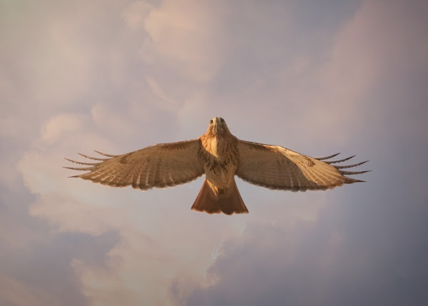 Christo flying at sunset.