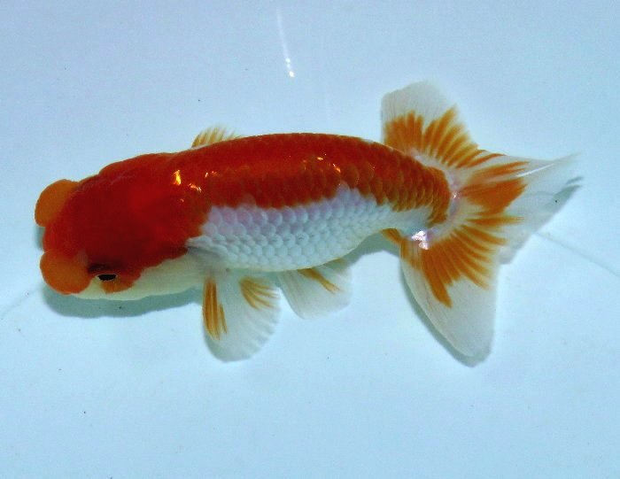 金魚快訊部落格goldfish Messages Blog 白勝更紗日本蘭壽 Japan Ranchu