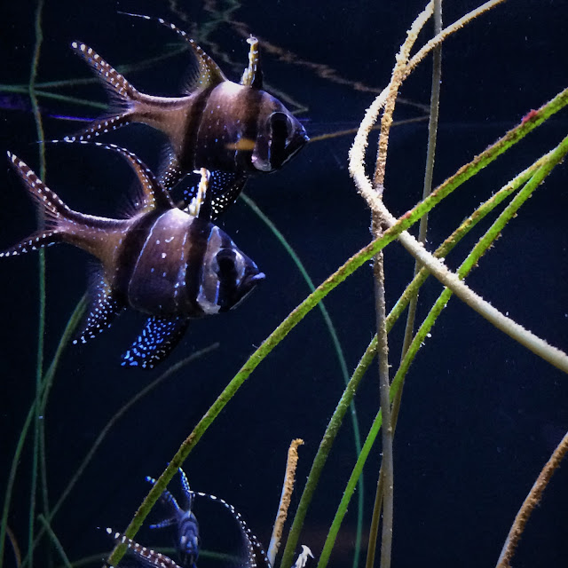 Fish at Seattle Aquarium