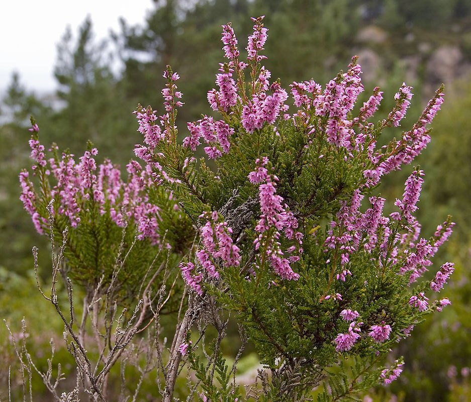 Slow Life In Yatsugatake Highlands カルーナ ブルガリス Calluna Vulgaris