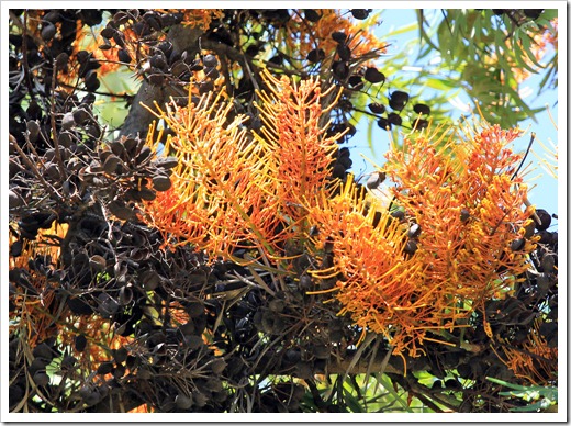 130517_Grevillea-robusta-F 14th_12
