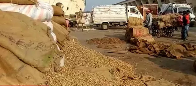 commodity bajar samachar of gujarat peanut market price today stable due to the march ending