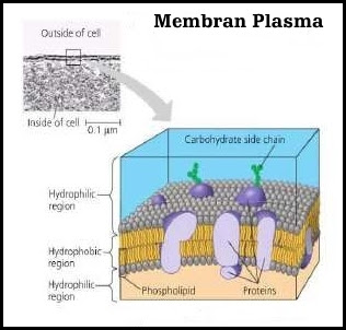 Struktur Membran Sel