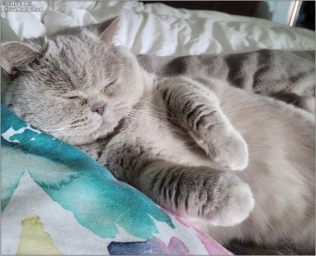 british shorthair cat