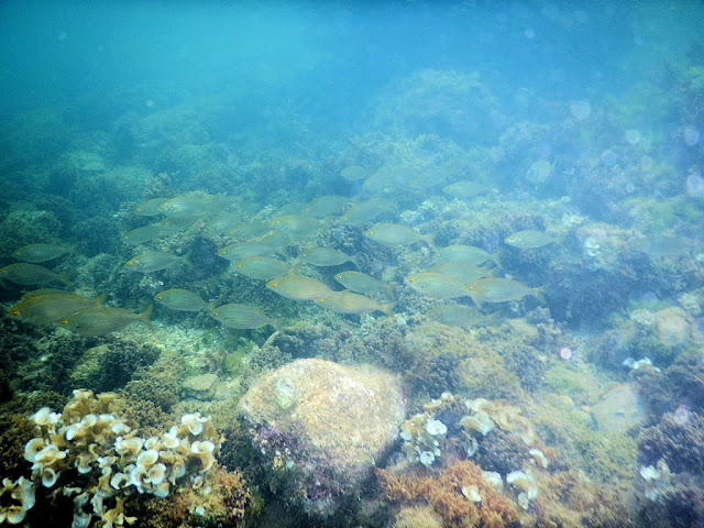 Snorkel en la costa de Almería