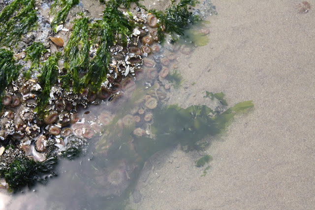 Sea anemones in a tide pool at Cannon Beach, Oregon.