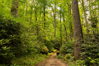 Ramsey Cascades Trail, Great Smoky Mountains National Park