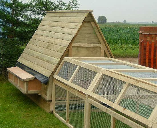 Chicken Coop Building Mistakes