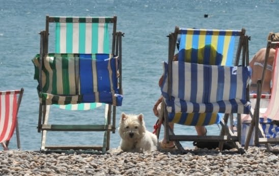 Scottie dog guarding the deck chairs I love this little fellow