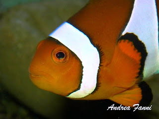 amphiprion ocellaris