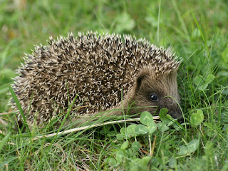 Hérisson commun - Hérisson d'Europe - Erinaceus europaeus