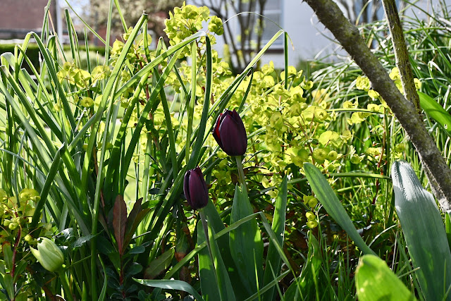 Zwarte tulpen met Euphorbia robbiae