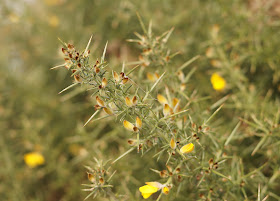 January sights in the Norfolk countryside