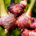 Jahe Obat Herbal Batuk Dan Masuk Angin
