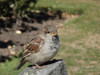 House sparrow, Wellington Botanic Garden, NZ - © Denise Motard