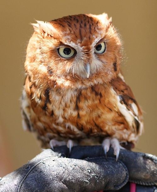 owl-everything-11