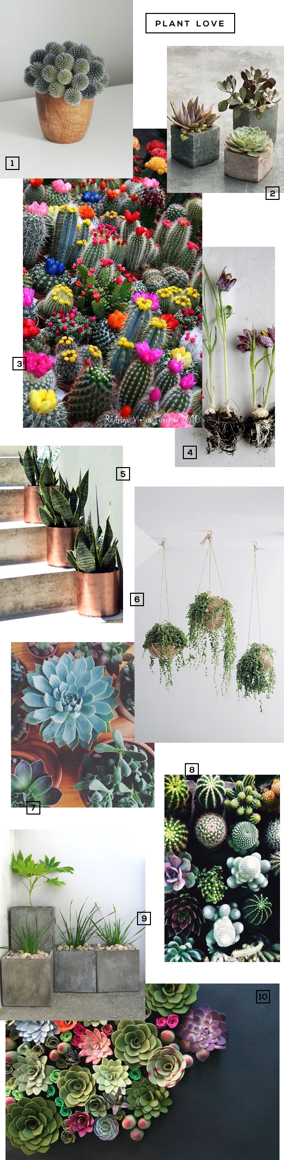 Plant Inspiration