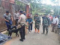 Di Salem Brebes Petani Gagal Panen, Celeng Di Buru