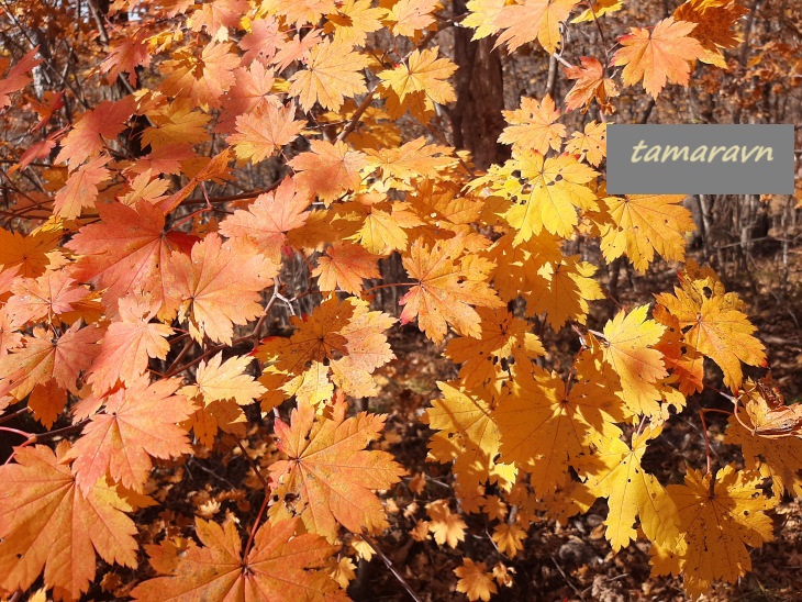 Клён ложнозибольдов (Acer pseudosieboldianum)