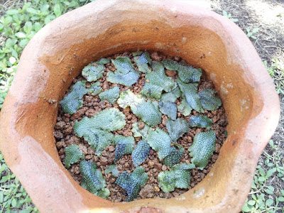 テラコッタ鉢に植えたジャゴケ