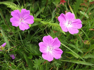 Bloody Cranesbill flowers in The Burren in county Clare