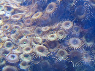 Anémones de mer et coraux - Massif corallien