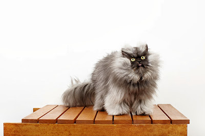 Foto Colonel Meow, Kucing Dengan Bulu Terpanjang di Dunia Menurut Guinness World Records