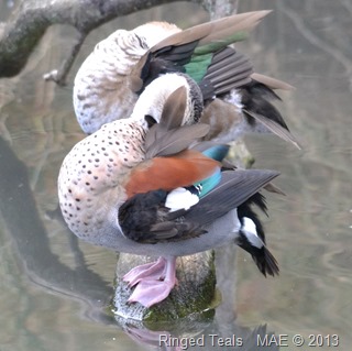 2013-07-28 London Wetland Centre 017