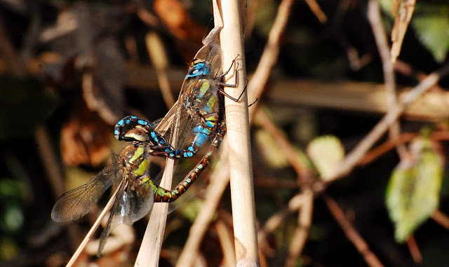 Aeschne mixta