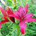 Rainy Day Flowers