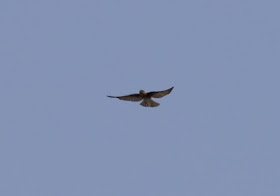 Brown-throated Martin - Oued Massa, Morocco