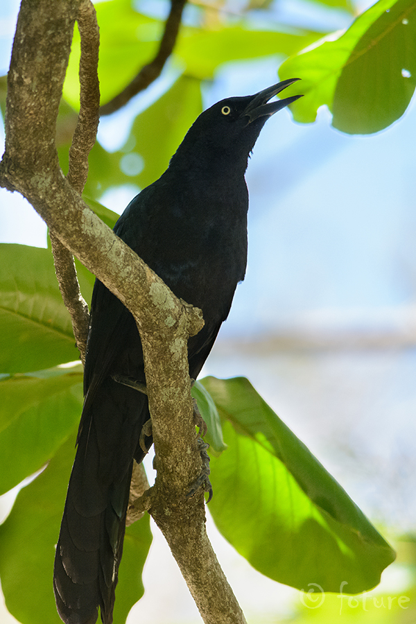 Suur-händturpial, Quiscalus mexicanus, Great-tailed Grackle, turpial