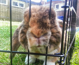 Barny Bear's Little Adventure - Rabbit poking nose through bars of run in garden