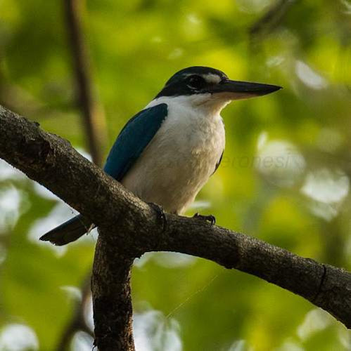 Todiramphus chloris