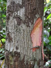 Info Terkini 42+ Jendela Kayu Kulim