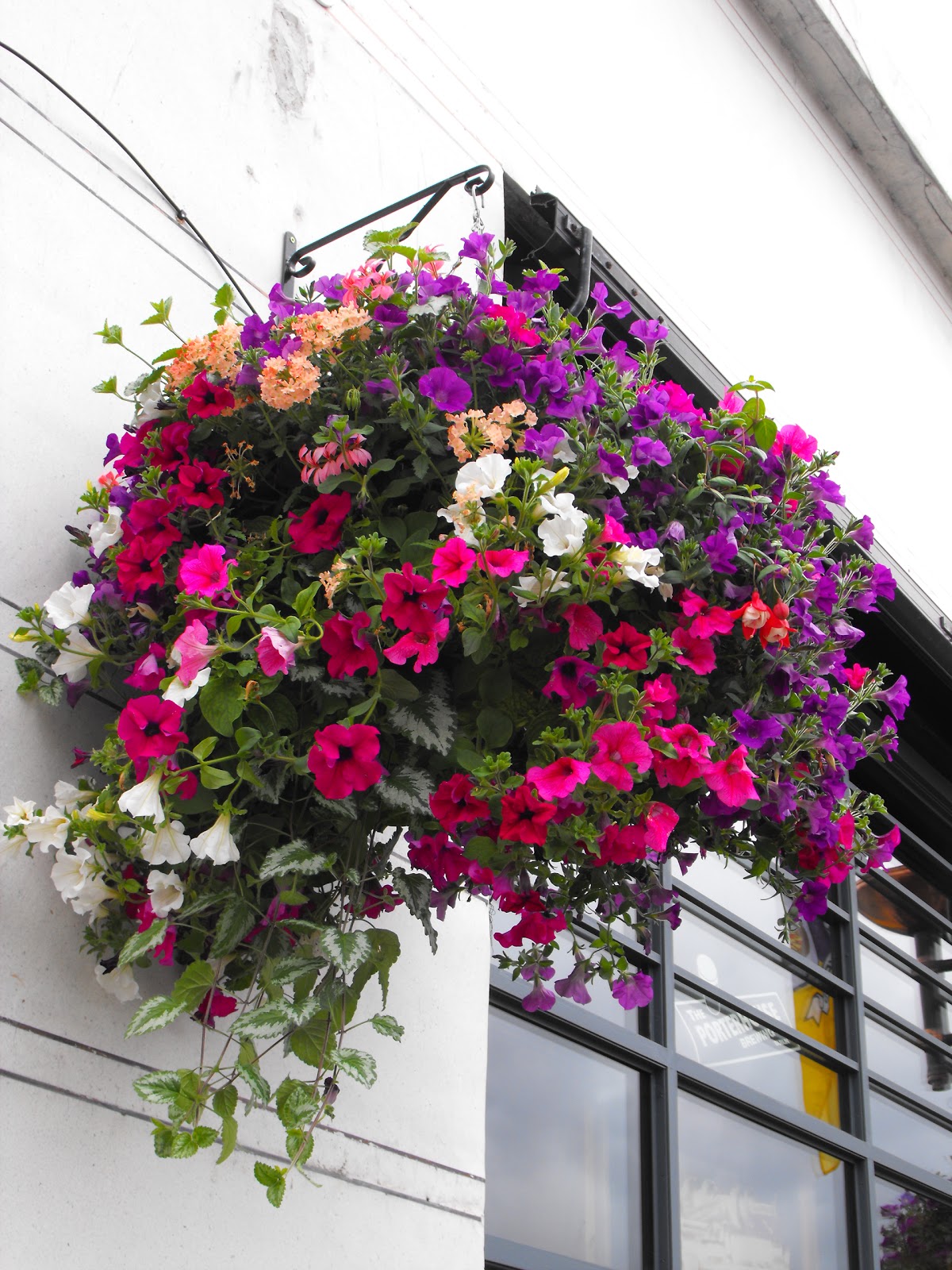 Granny Gaules Garden: Summer Hanging Baskets