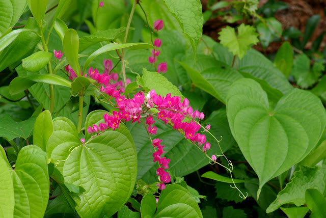 vines flowering evergreen non Category a pest is listed leptopus invasive 2 as Antigonon Warning: