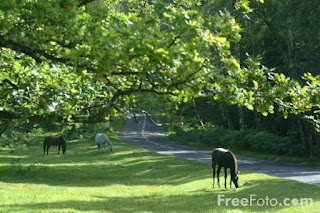 beautiful new forest wallpaper desktop for laptop