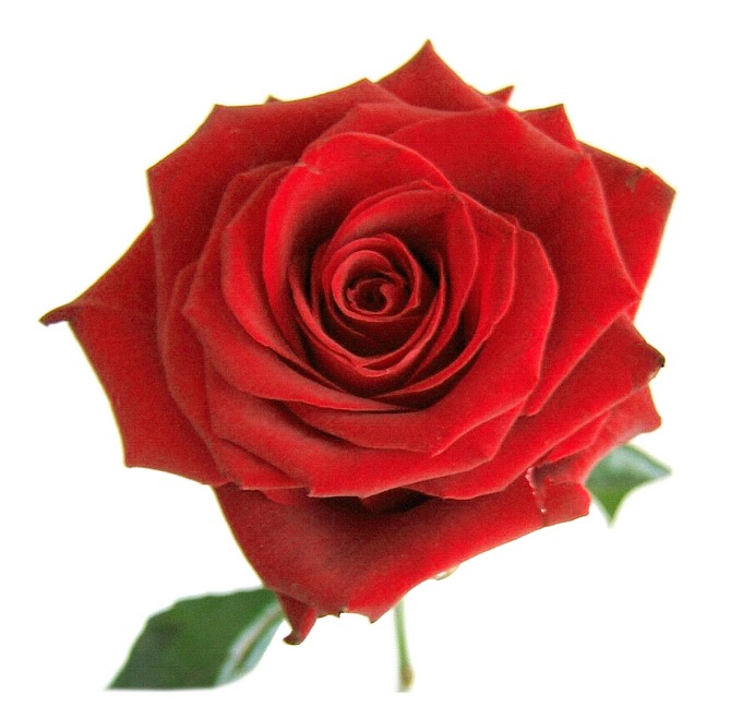 Rosas rosadas png buena resolución